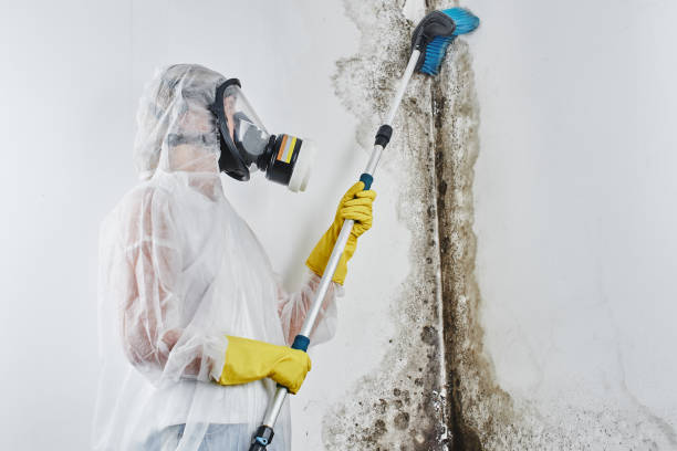 Best Black Mold Removal  in Dell Rapids, SD