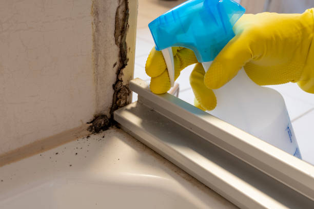 Best Mold Remediation  in Dell Rapids, SD