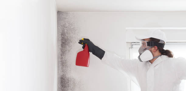 Best Affordable Mold Removal  in Dell Rapids, SD