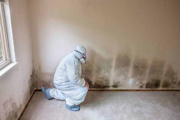 Best Fast Mold Removal  in Dell Rapids, SD