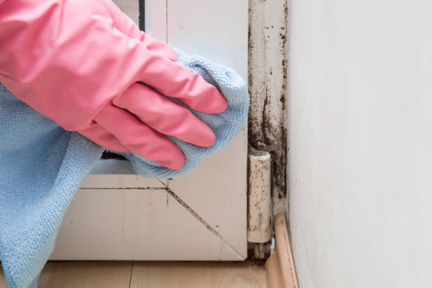 Best Office Mold Removal Services  in Dell Rapids, SD