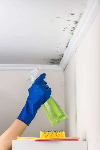 Mold Removal Process